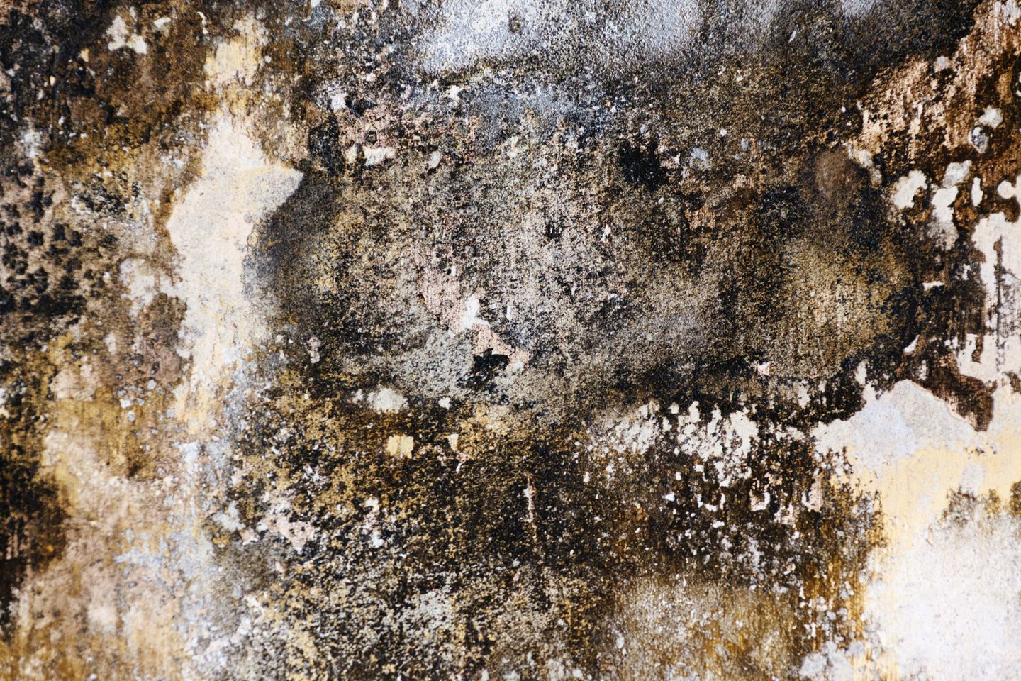 Illustrative wall discoloration; appearance does not identify mold type
